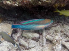 Princess Parrotfish (10